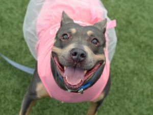 Meet Patron This pocket-sized sweetheart is 6 years young and ready to start her new life Patron i