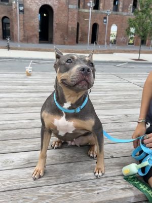 Meet Patron A total sweetheart with a shy side and a heart of gold waiting to shine At 6 years