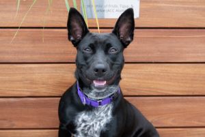 Meet Wombat Rhis 1-year-old 44lb girl ready to shine Wombat is the best girl super dog-friendly 