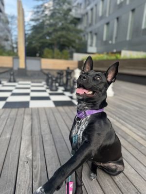 Meet Wombat This 1-year-old 44lb girl is ready to shine Wombat is the best girl super dog-friendl