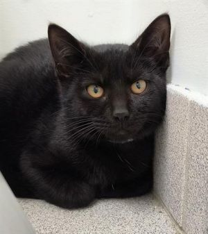 TOOTHLESS, Baby Male unknown