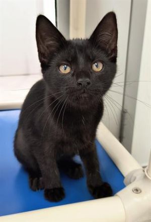 MEW, Baby Female unknown