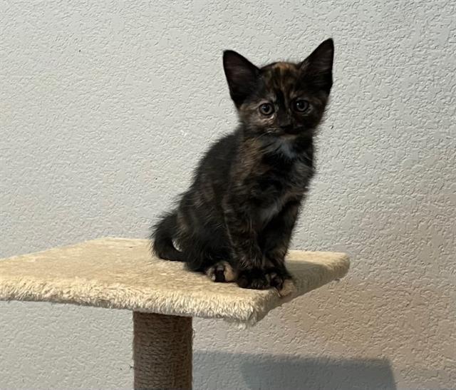 CORAL, an adoptable Domestic Short Hair in Colorado Springs, CO, 80905 | Photo Image 1