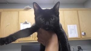LOLA BUNNY Domestic Short Hair Cat