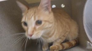 LEMON PEEL Domestic Short Hair Cat
