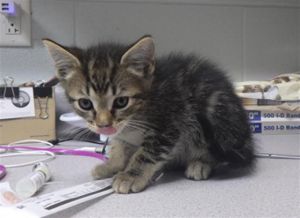 HOPSCOTCH Domestic Short Hair Cat