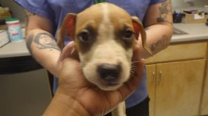 SHAFT Pit Bull Terrier Dog