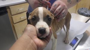 RIDDICK Pit Bull Terrier Dog