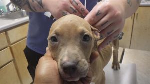 RAMBO Pit Bull Terrier Dog