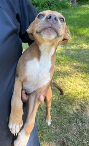 BROCK Pit Bull Terrier Dog