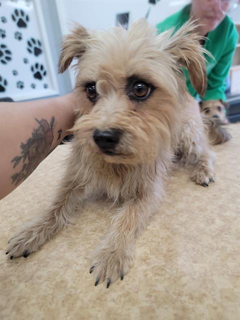 Pet Image