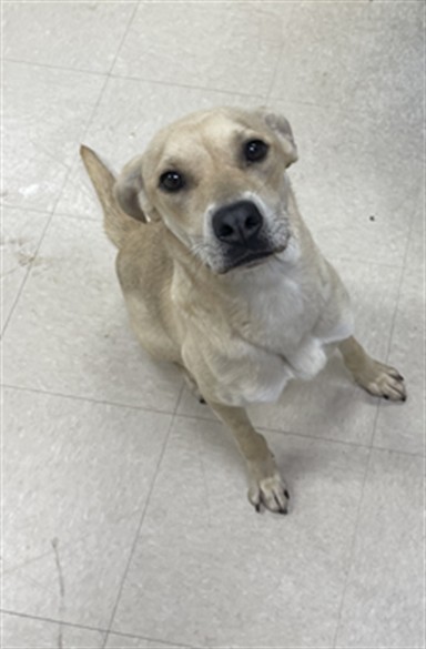 Pet Image