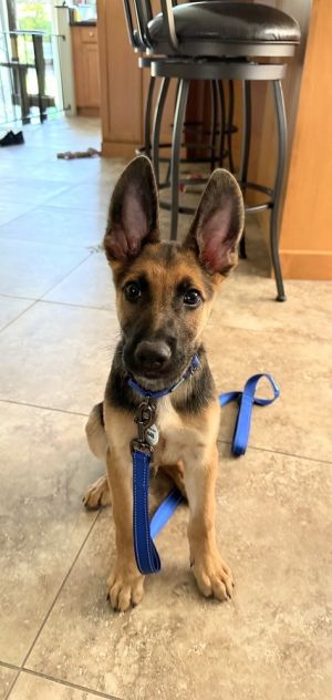 Say hello to our new 3 month old pups Leuven and Durbuy have settled in their foster homes after ca