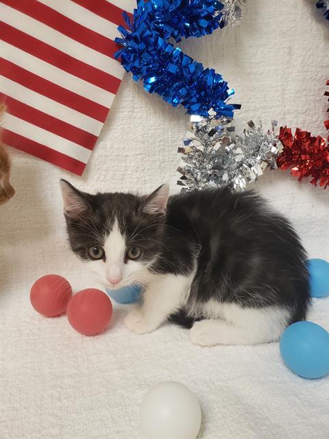 TINA