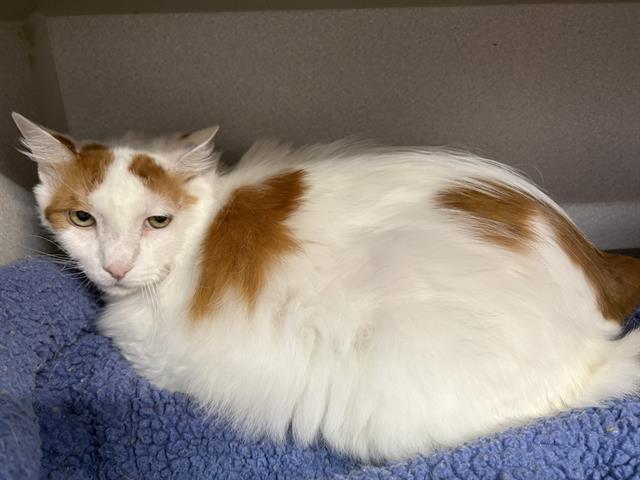 WHITEY