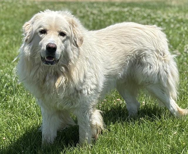 ASLAN