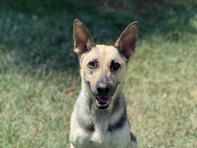 PEPPER