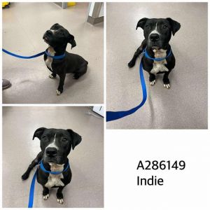 INDIE