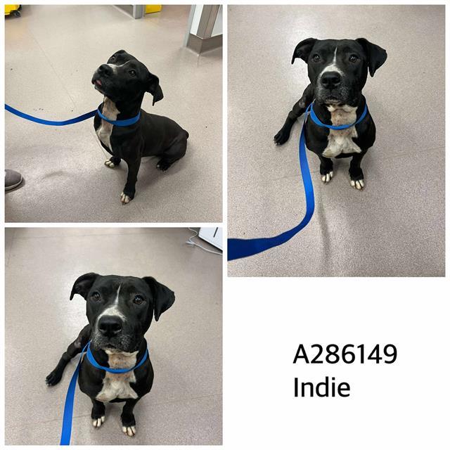 INDIE