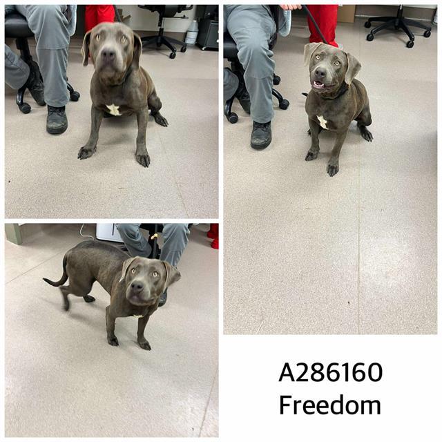 FREEDOM 1