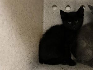 Hi My name is Yulia and I am available for adoption I was brought in by an Animal Control Officer