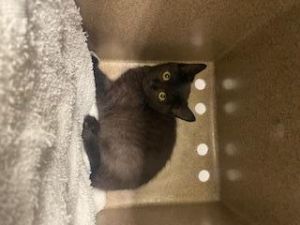Hi My name is Sassy and I am available for adoption You can visit me at the Pet Adoption Center
