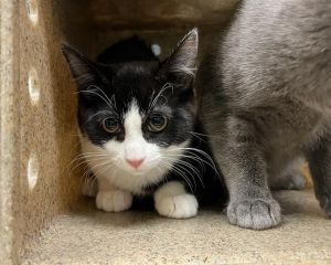 Hi My name is Penelope and I am available for adoption You can visit me at the Pet Adoption Center