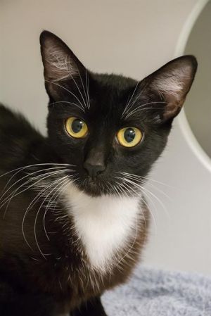 Hi My name is Ginny and I am available for adoption I was brought in by a good samaritan on
