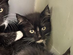 Hi My name is Blaze and I am available for adoption I am a sweet kitten who may need extra
