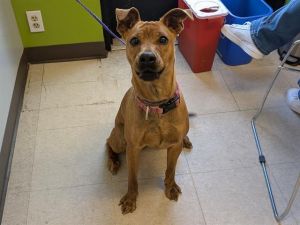 Hi My name is Pearl and I am available for adoption I was brought in by a good Samaritan on