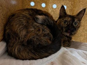Hi My name is Fraya and I am available for adoption Because of my shy nature I would do best
