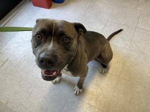 Hi My name is Ronny and I am available for adoption I was brought in by a good Samaritan on