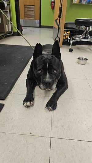 Hi My name is Wilbur and I am available for adoption I was brought in by a good Samaritan on
