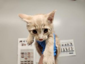 Hi My name is Amaretto and I am available for adoption I am a sweet kitten who