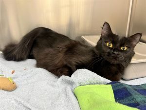 Hi My name is Kenta and I am available for adoption I am a spirited cat with a fun-loving personal