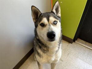Hi My name is Joel and I am available for adoption I was brought in by a good samaritan on