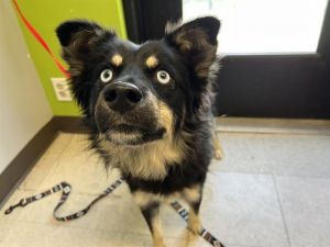 Hi My name is Zeppelin and I am available for adoption I was brought in by a good Samaritan on