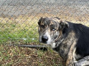 Hi My name is Cooper and I am available for adoption I came in with my friend Blue A701931 and