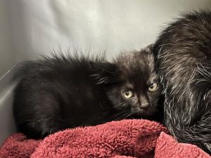 Hi My name is Blake and I am available for adoption I am a sweet kitten who may need extra