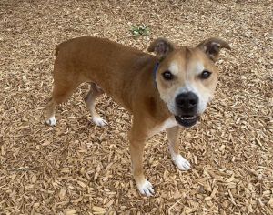 Hi My name is Agate and I am available for adoption I was brought in by an Animal Control Officer
