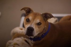 Hi My name is Agate and I am available for adoption I was brought in by an Animal Control Officer