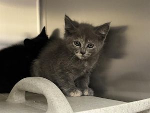 Hi My name is Yamileth and I am available for adoption I was brought in by an Animal Control Offic