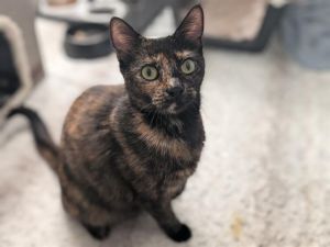 Hi My name is Coffee and I am available for adoption You can visit me at the Pet Adoption Center