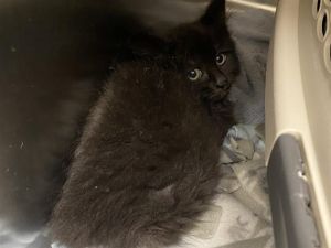 Hi My name is Polly and I am available for adoption You can visit me at the Pet Adoption Center