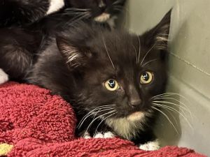 MINI Domestic Short Hair Cat