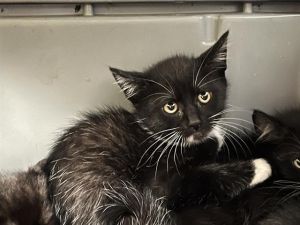 CHINSY Domestic Short Hair Cat