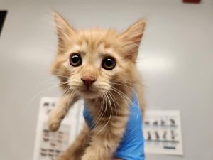 CARROT Domestic Medium Hair Cat