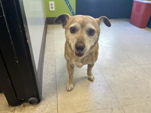 LAFAYETTE Chihuahua Dog
