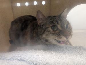 TRIBBLE Domestic Short Hair Cat