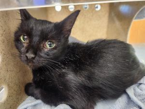 MILA Domestic Short Hair Cat